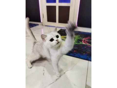 British shorthair & ns 11 silver (1.5 yaşında prensesler)