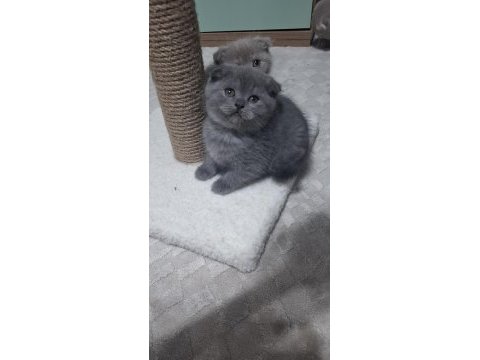 Scottish fold detaylı bilgi için mesaj atın