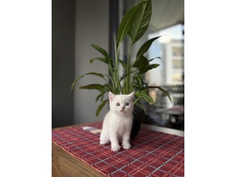 Brıtısh shorthair sılver  yavrularım 