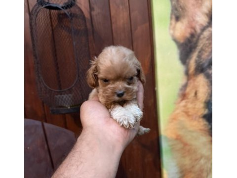 Teacup kore maltipoo yavrular