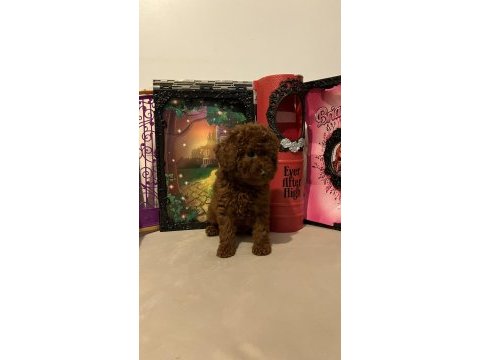 Toy poodle kore kanı ırk garantili
