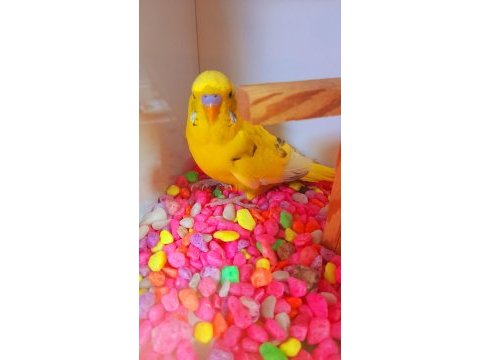 Renk güzelim sarı parçalı erkek genç kuşumuz