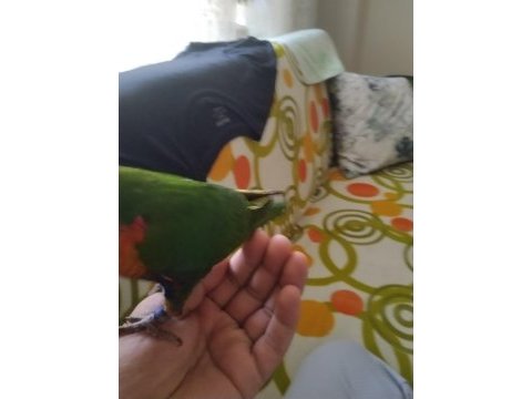Lori papağanı 3 aylık