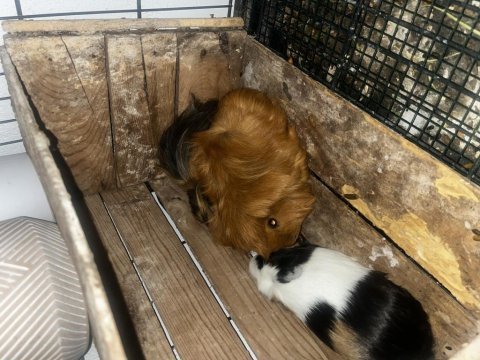 2 dişi ve 1 erkek dişiler hamile ginepig