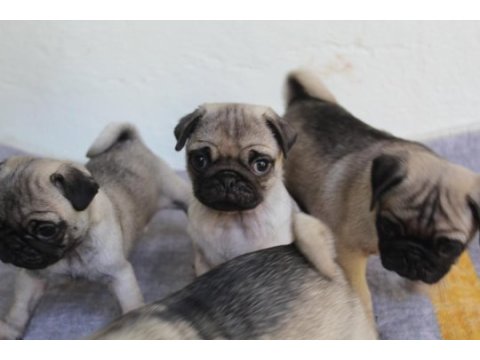 Pug yavruları yeni evlerine gitmeye hazırlar