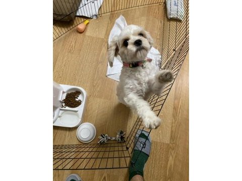 Sevgi dolu maltipoo prenses