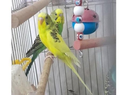 Mavi sarı yeşil renklerde dişi ve erkek muhabbet kuşu