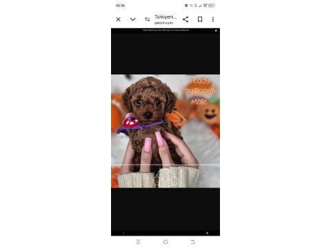Türkiyenin en elit kore kan red brown toy poodle bebekleri