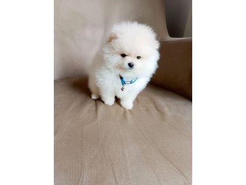 Uysal sevimli oyuncu pomeranian