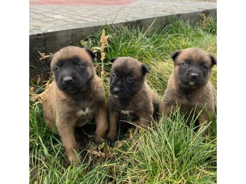 Belçika malinois yavrularımız sağlık ve ırk garantili