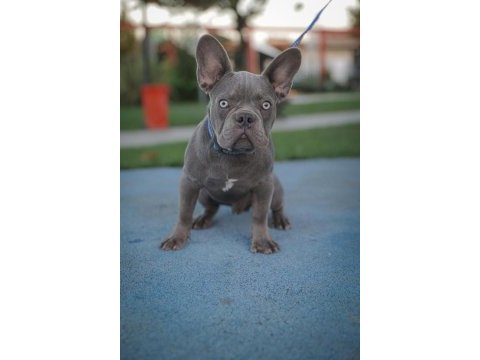 Lilac erkek french bulldog