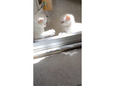 Dünya güzeli scottish fold bunlar