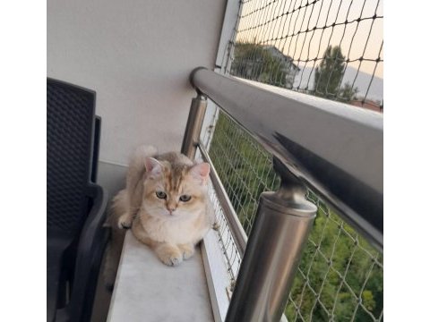 Safkan british shorthair golden 6 aylık erkek