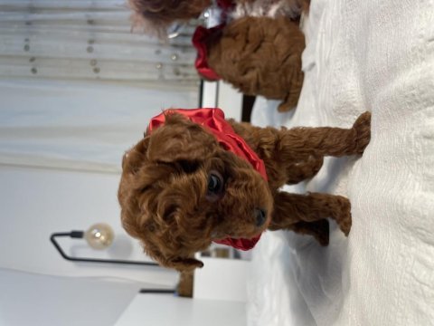 Teacup poodle red brown 2 aylık