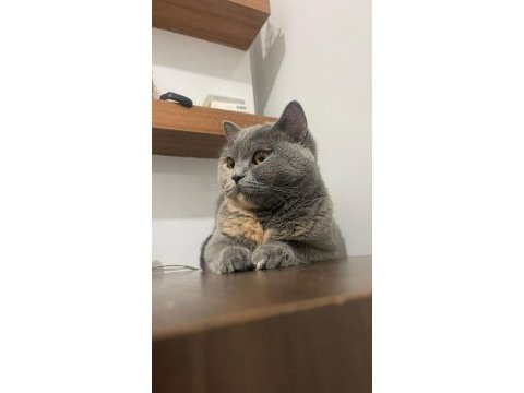 1 yaşında erkek dişi çift kedimiz sahiplendirilecektir