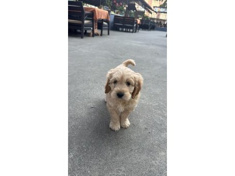 45 günlük ingiliz cocker çok tatlı çok sevimli