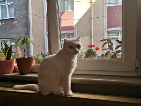 Giresun içi scottish fold 3 yaş dişi