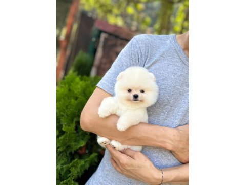 Üst kalite pomeranian boo