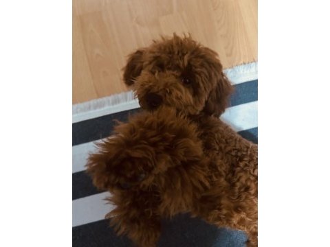 Çorlu satılık toy poodle 9 aylık