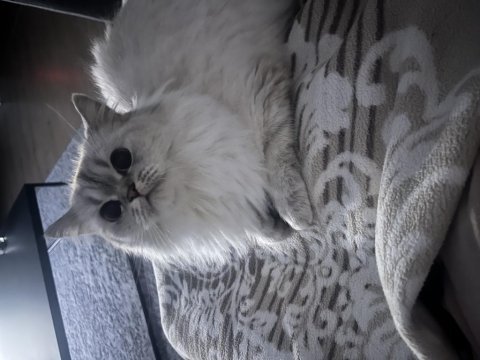 British longhair 2 yaş dişi