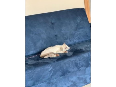 Safkan british blue point dişi erkek 2 kedi