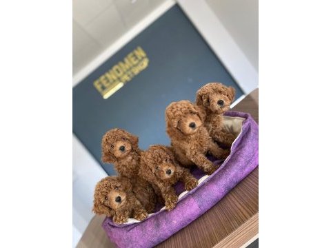 Show kalite toy poodle yavrular ankara