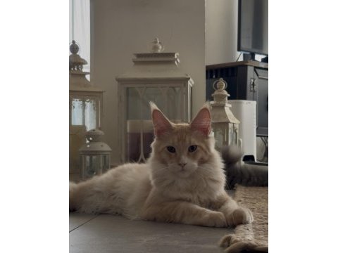 Full şecereli mükemmel profilde dev maine coon yavruları