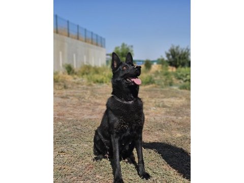 Siyah kurtların en iyisi solid black
