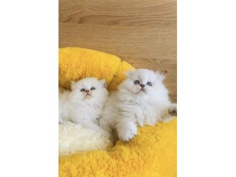 Pamuk şekerleri british longhair bebekleirm 