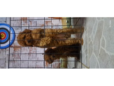 Toy poodle red brown