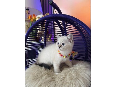 British shorthair point bebekler