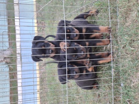 A şecereli üst düzey kaliteli rottweiler yavrular