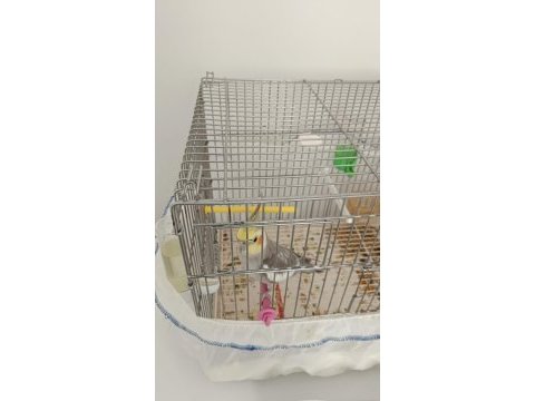 Erkek 1.5 yaşında sultan papağanı