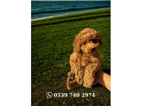 Dişi toy poodle