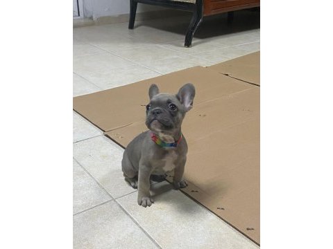 2.5 aylık french bulldog fawn