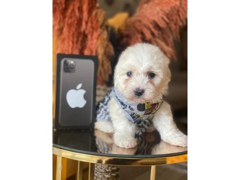 Maltipoo 2.5 aylık