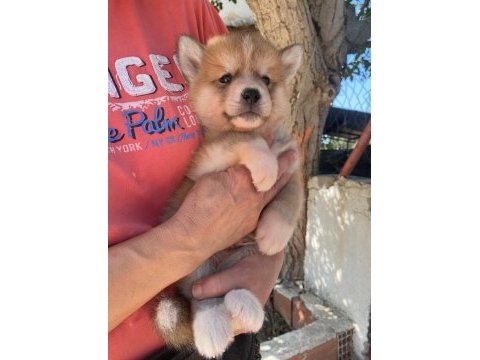 (sdk) çiftlikten japon akita inu yavrular