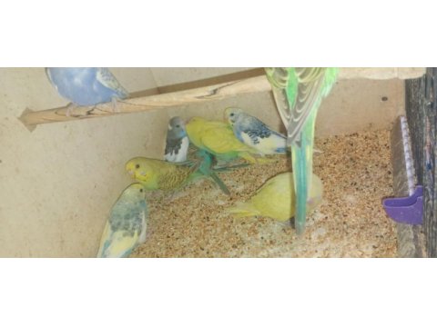 Yavru muhabbet bebekler
