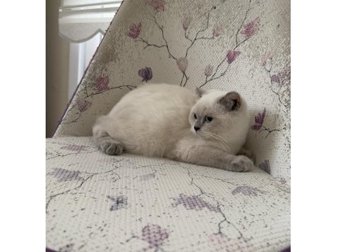 Bal küpü tatlı scottish fold