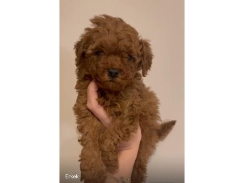 Yavru toy poodle