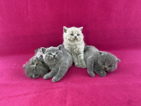 Safkan british shorthair yavrularımız