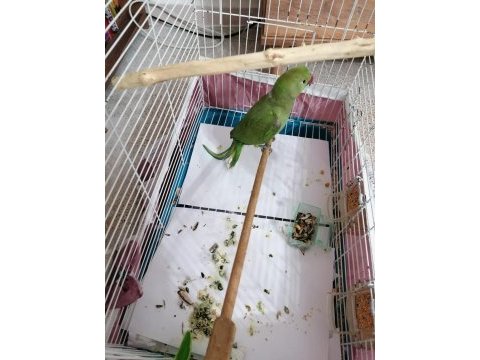 Yarı evcil safkan pakistan papağanı