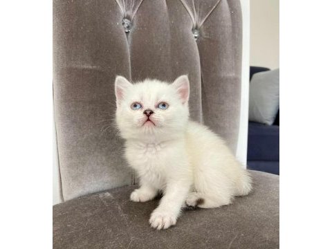 British shorthair beyaz