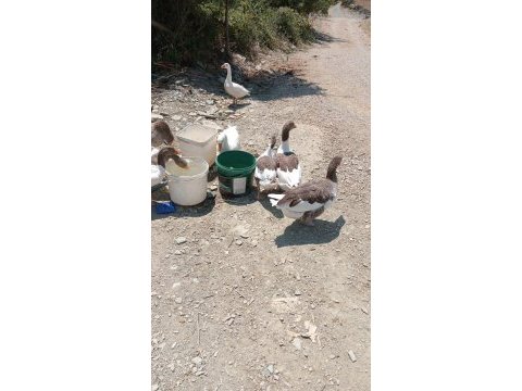 8 adet yerli anaç kaz