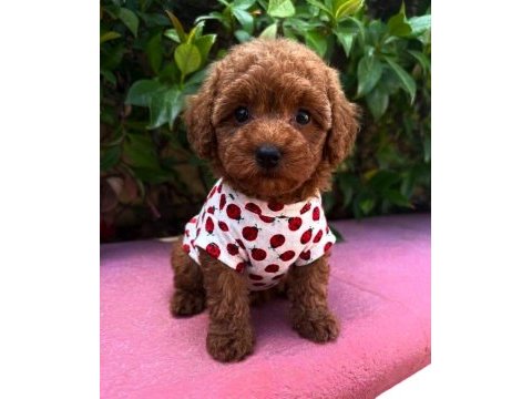 Aşılı  toy poodle yavrularımız 