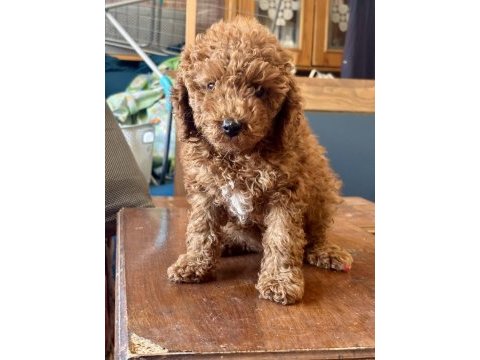 0 no mini toy poodle kızımız