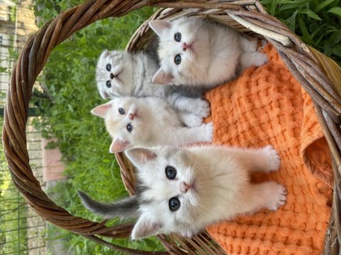 Scottish fold-british long hair