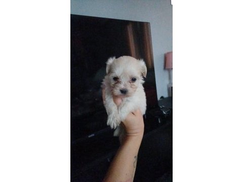 Dişi kore maltese terrier