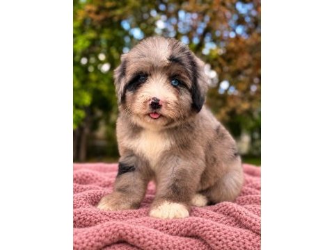 Mavi gözlü blue merle bernedoodle yavru
