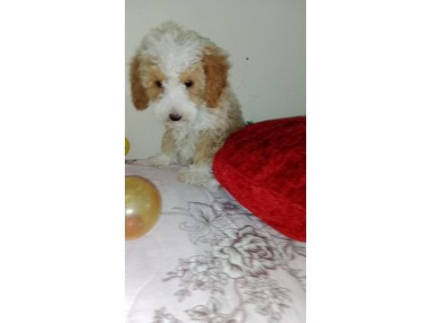 Evde bakılabilecek en uygun cins toy poodle